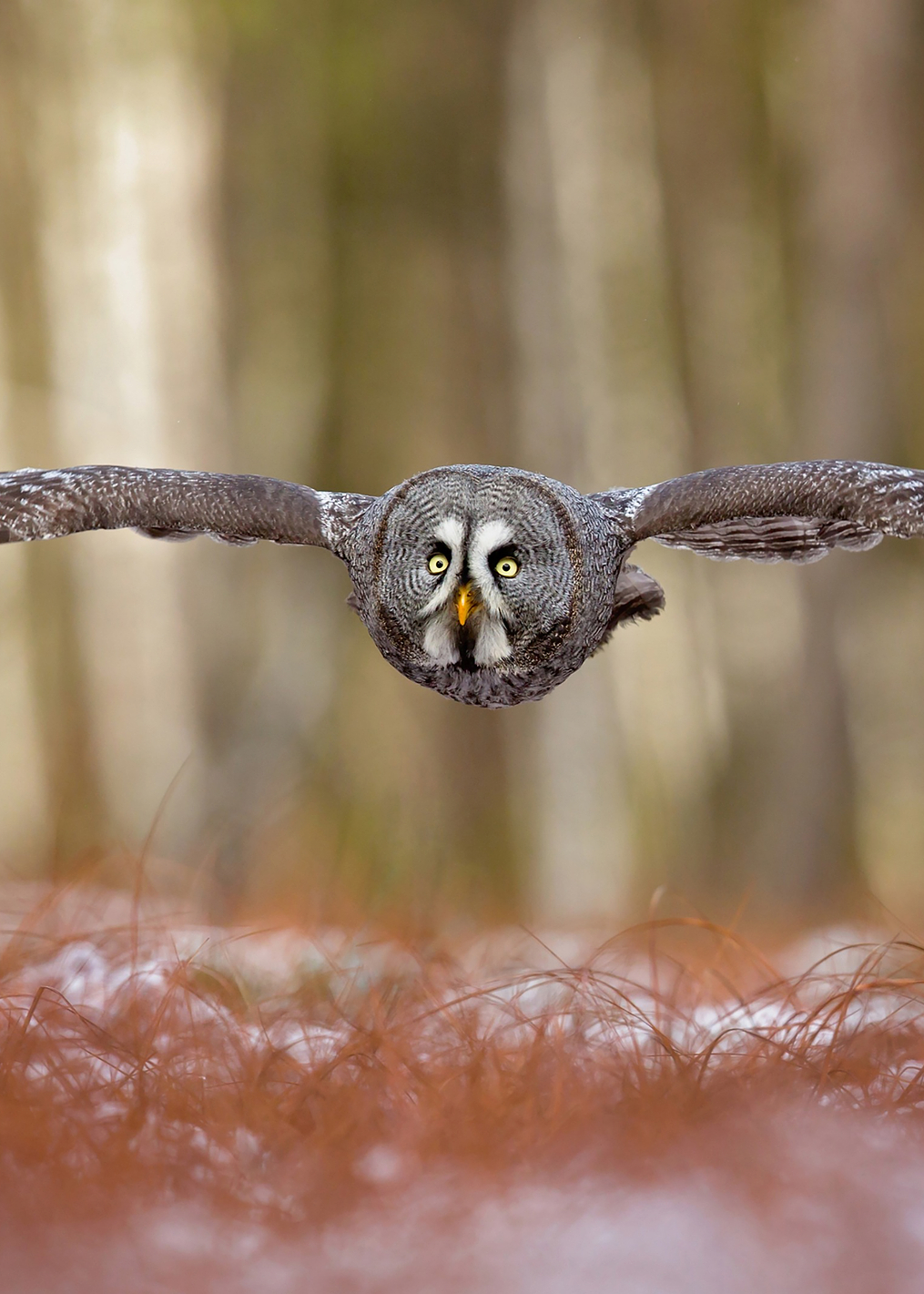 Great grey owl: постер из коллекции World Class Photos