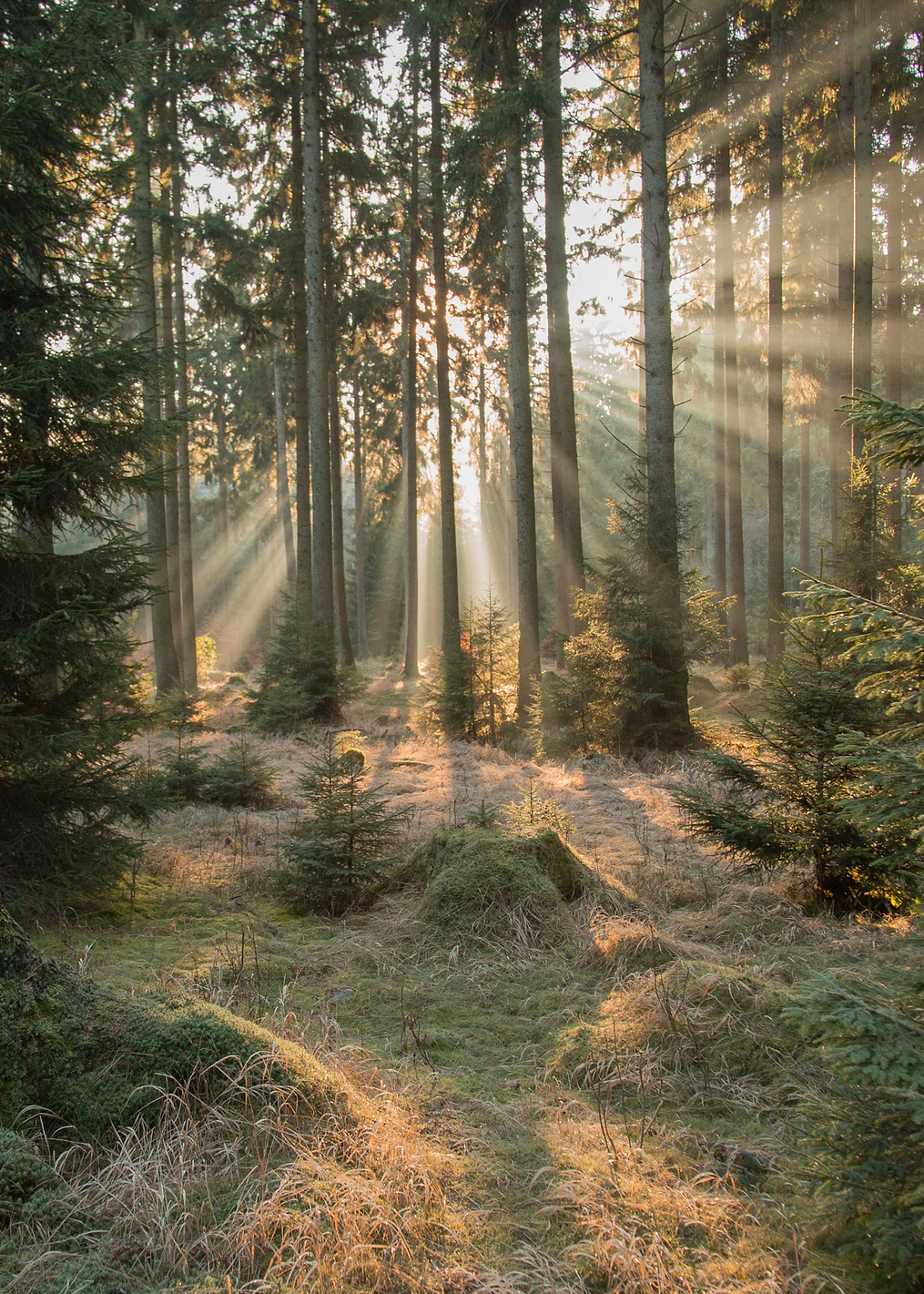 Rays, part 2: постер из коллекции World Class Photos