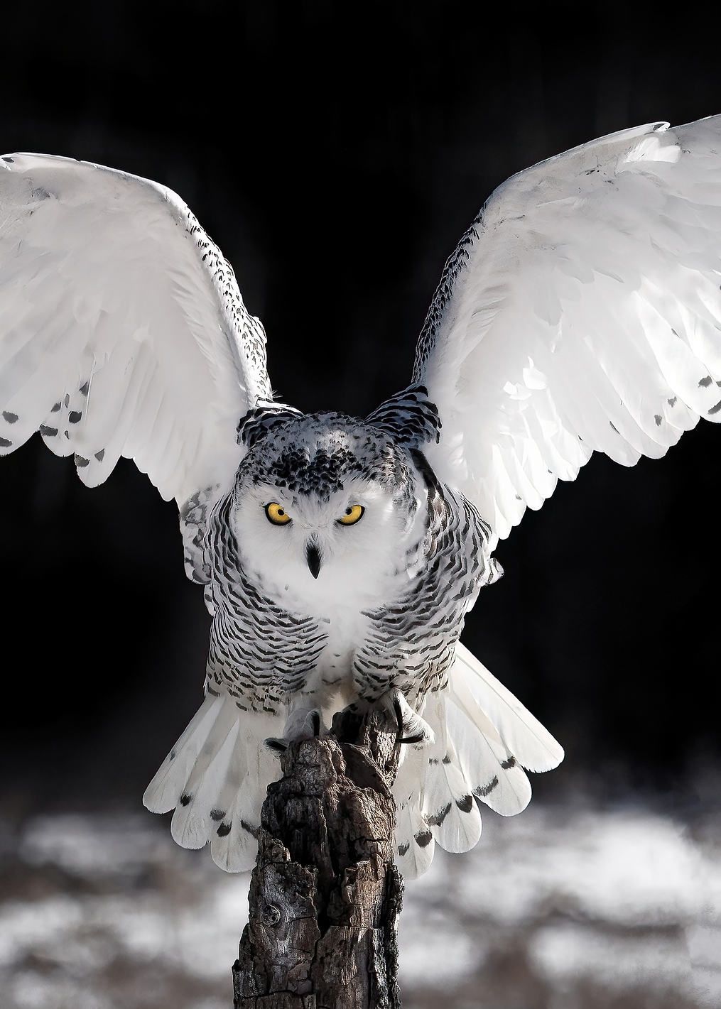 The Wings: постер из коллекции World Class Photos