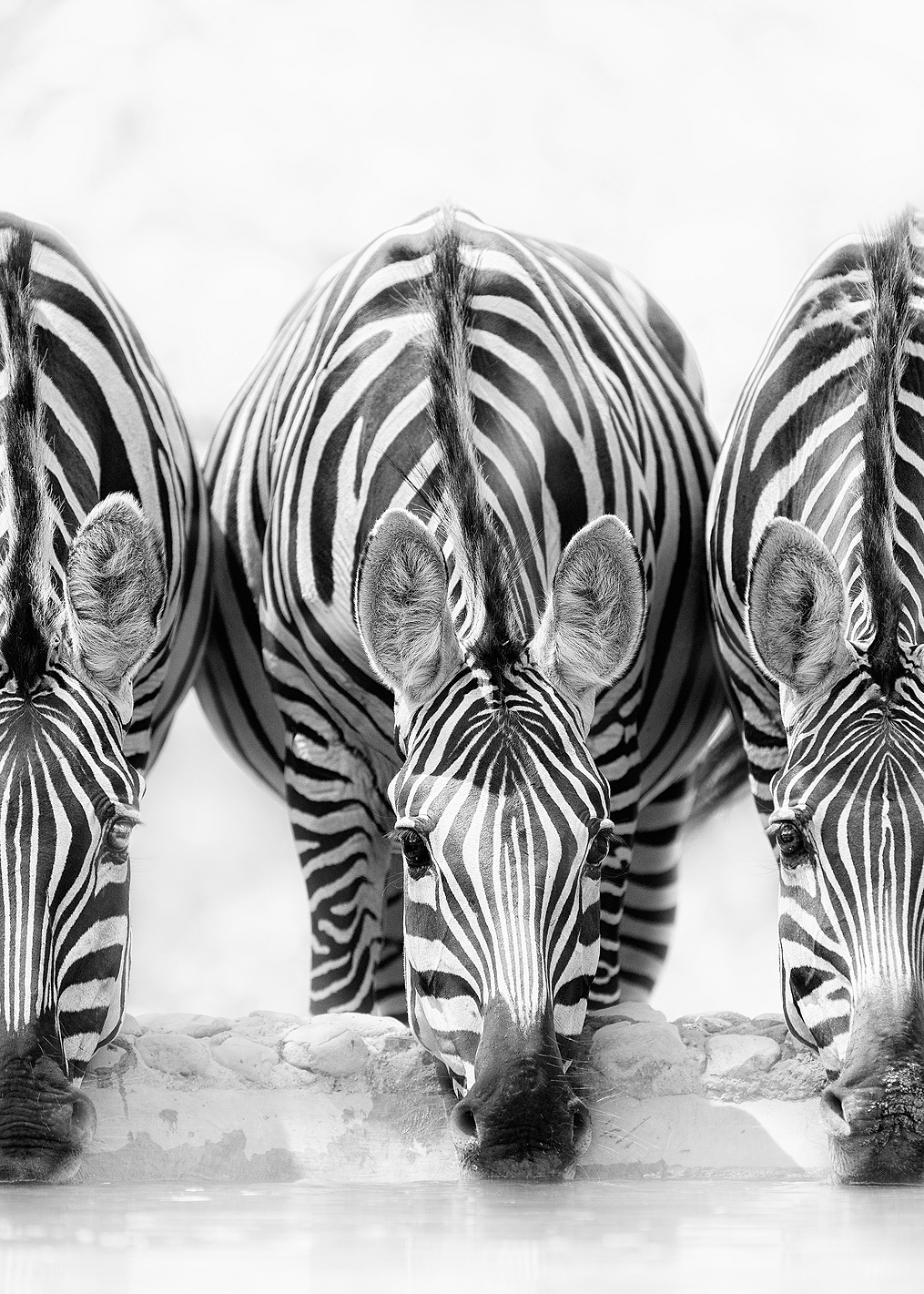 Zebras: постер из коллекции World Class Photos