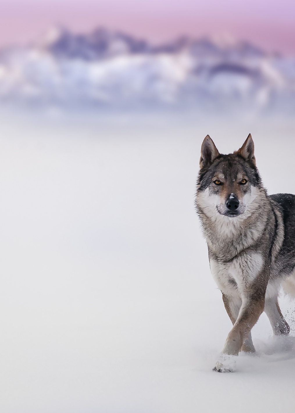 Wolf: постер из коллекции World Class Photos