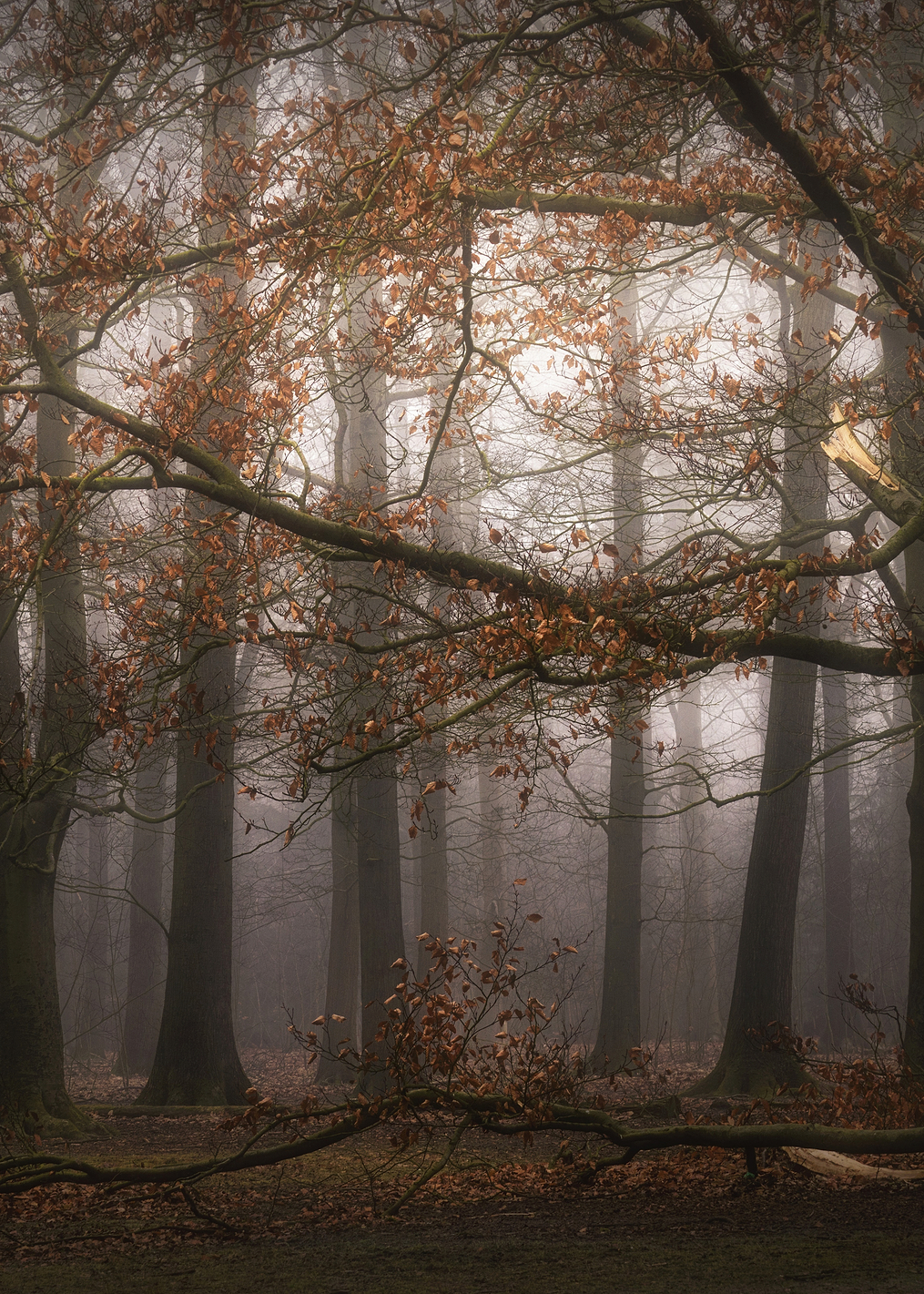 Foggy memory of the past: постер из коллекции World Class Photos
