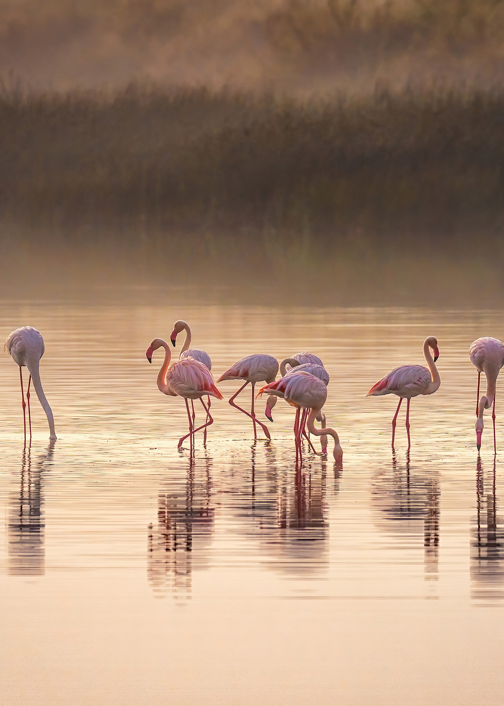 Photographic ode to Monet: постер из коллекции World Class Photos