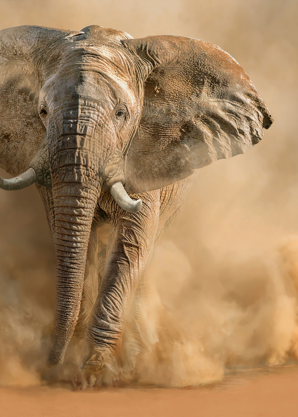 Desertstorm: постер из коллекции World Class Photos