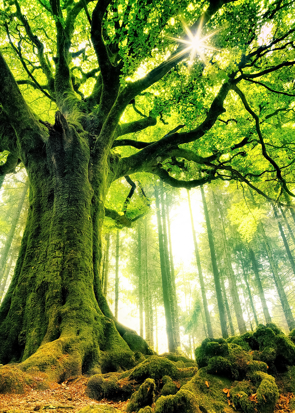 Ponthus Beech: постер из коллекции World Class Photos