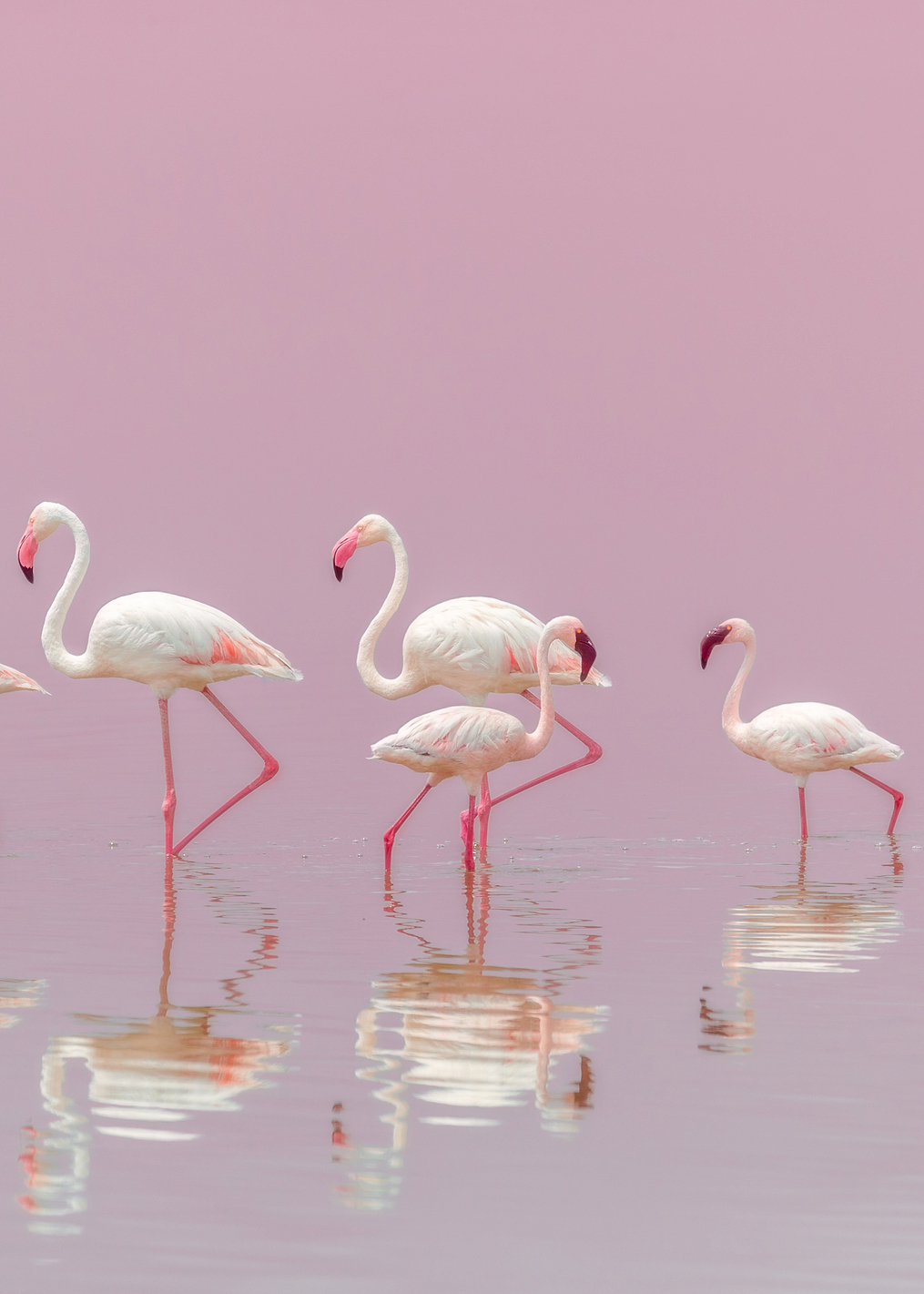 Flamingos: постер из коллекции World Class Photos