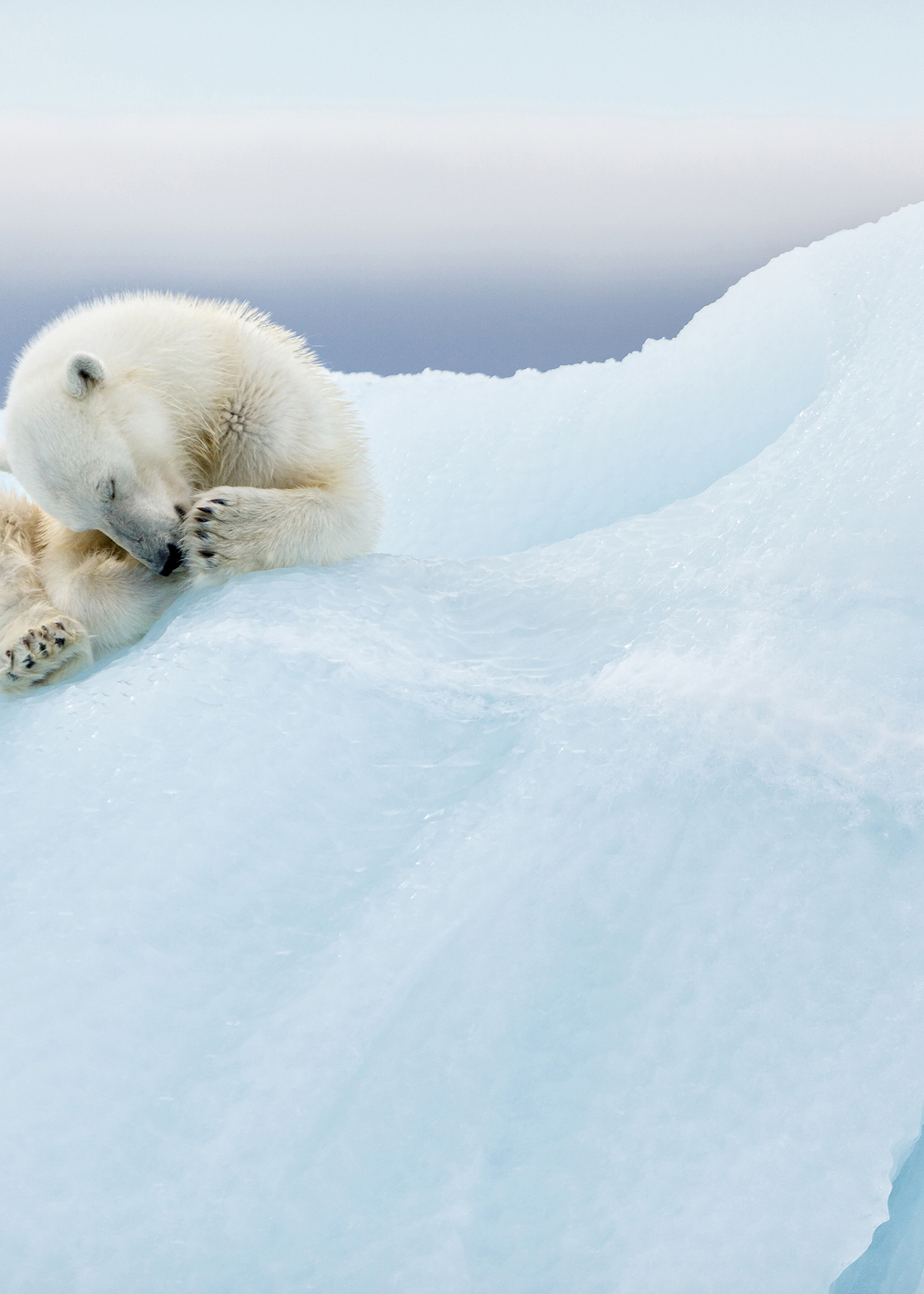 Polar Bear Grooming: постер из коллекции World Class Photos