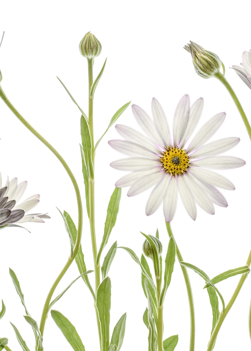Cape Daisies: постер из коллекции World Class Photos