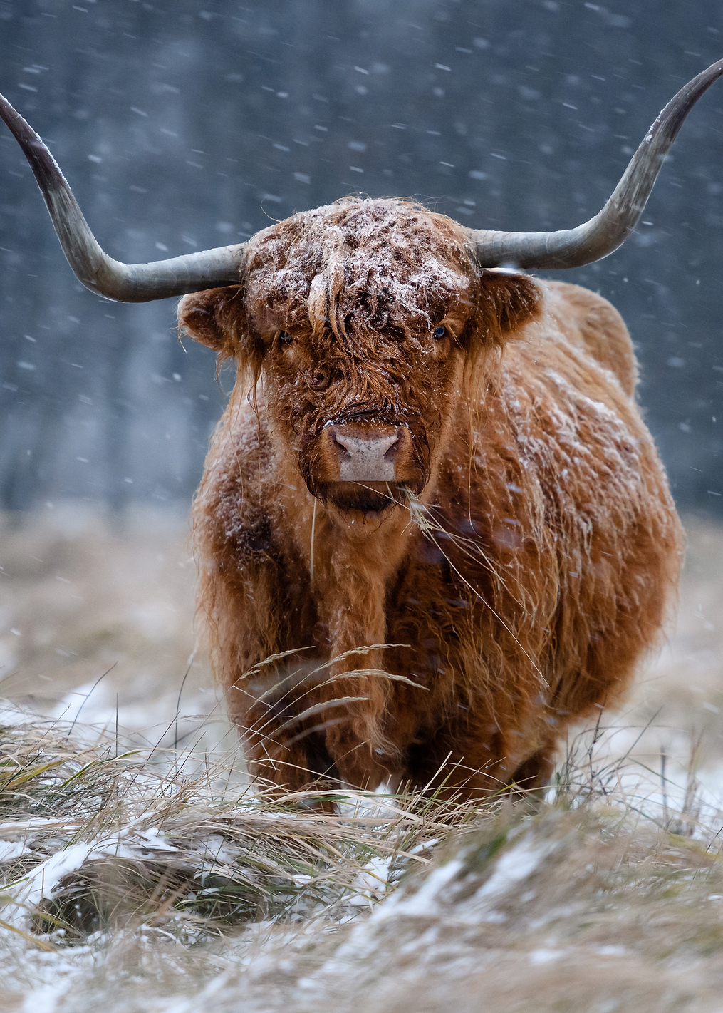 Snowy Highland cow: постер из коллекции World Class Photos