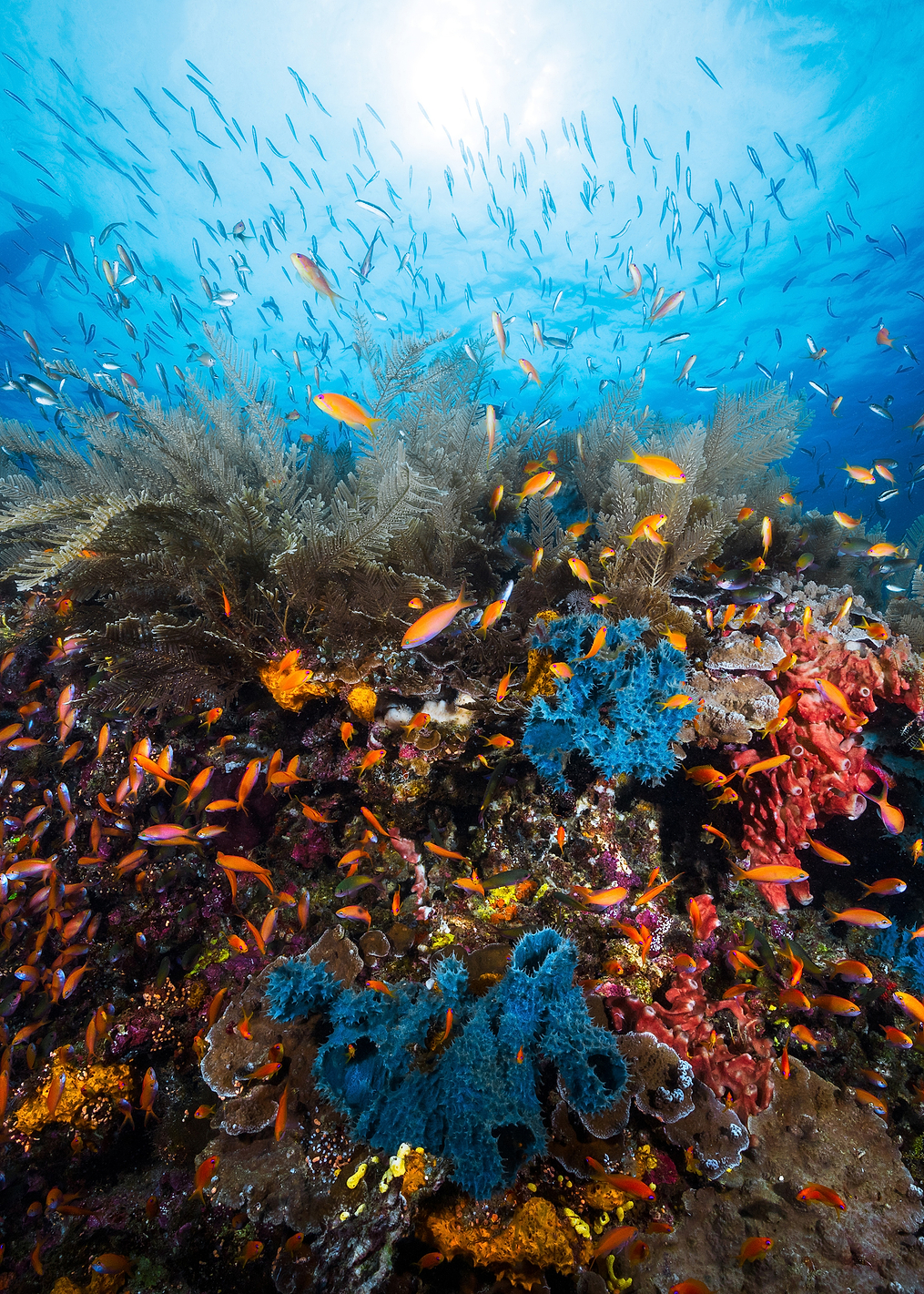 Apnea: постер из коллекции World Class Photos