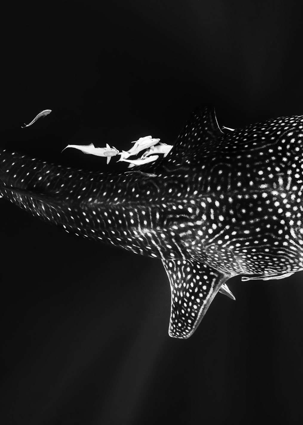 Black and Whale Shark: постер из коллекции World Class Photos