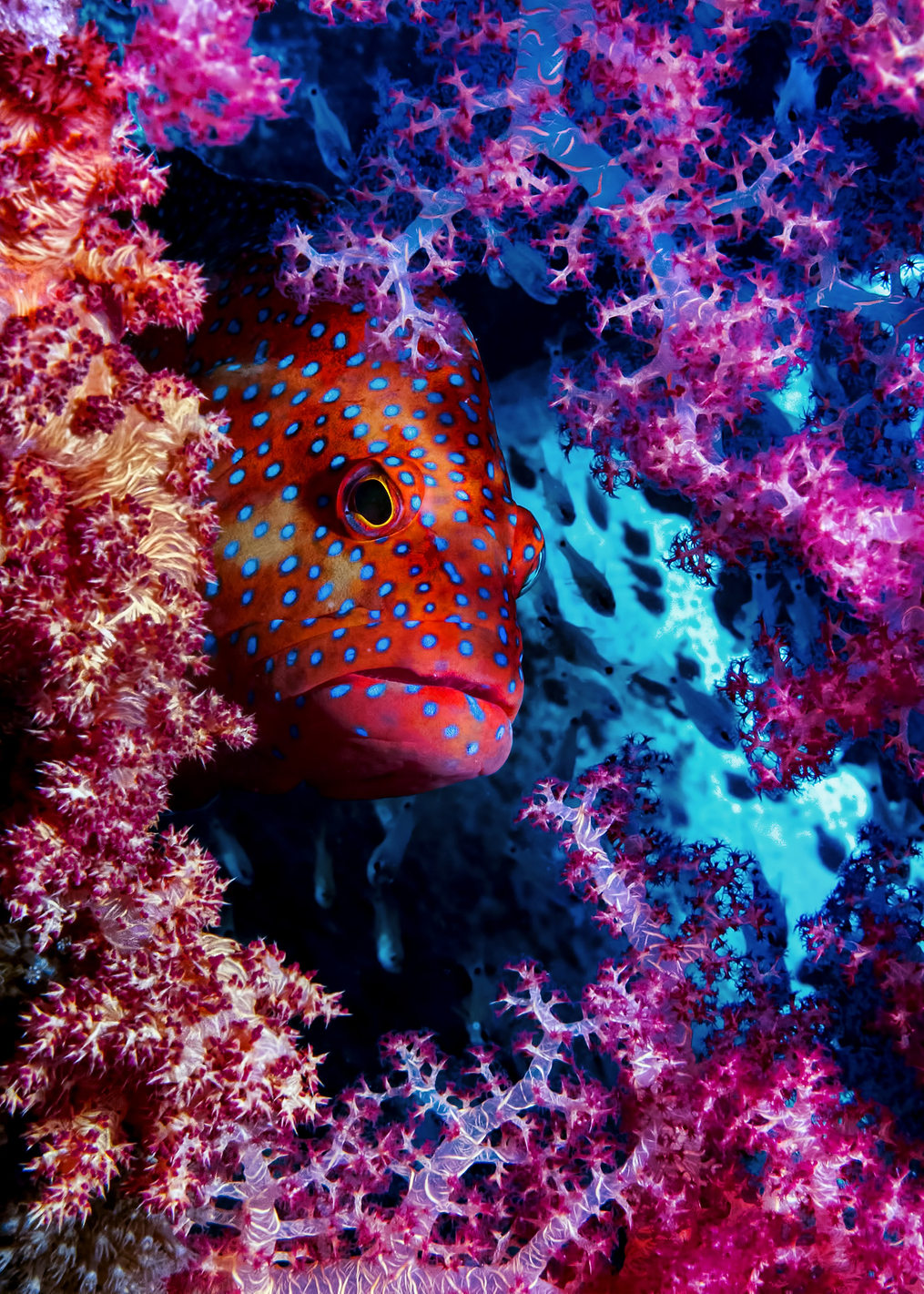 Coral Hind: постер из коллекции World Class Photos