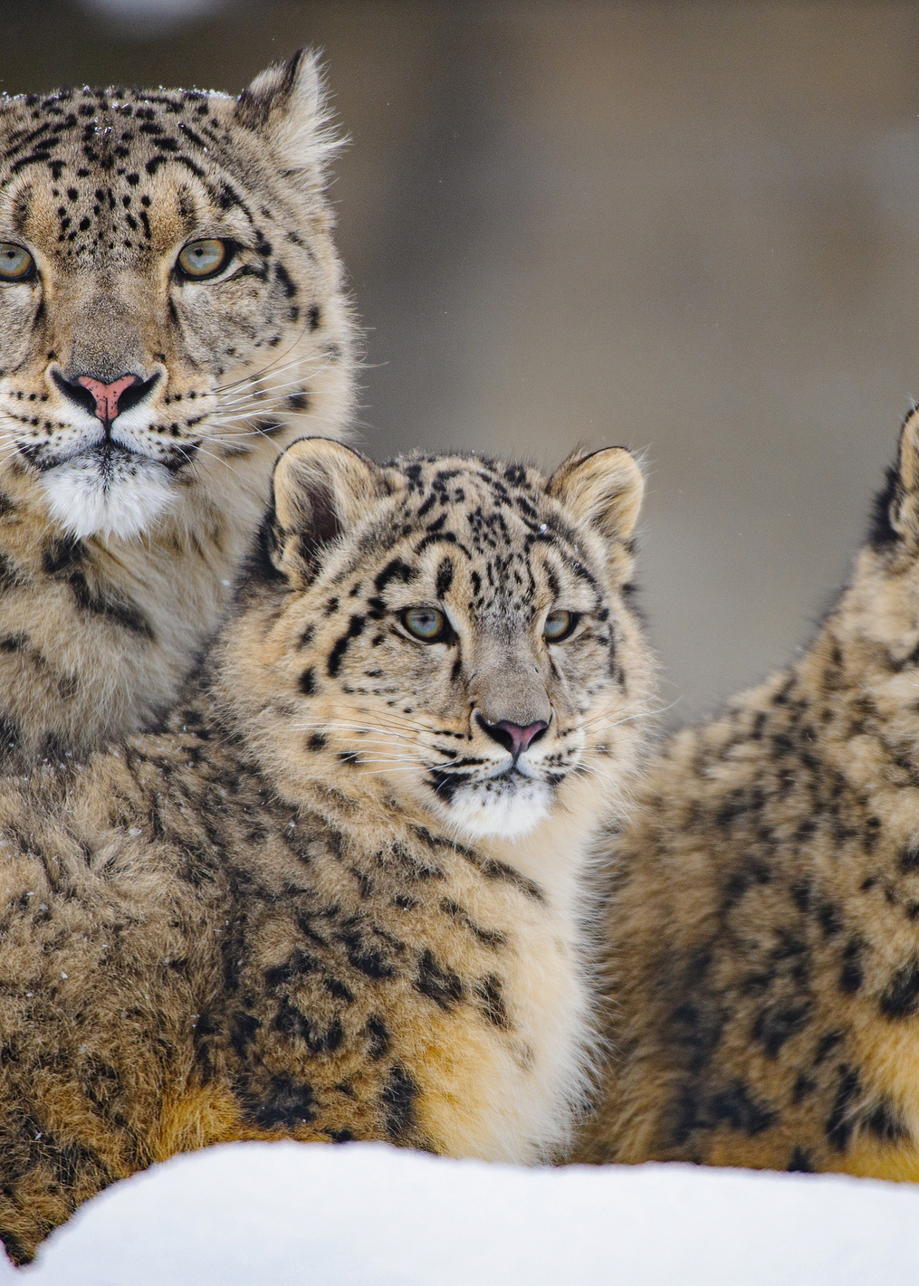 Family: постер из коллекции World Class Photos
