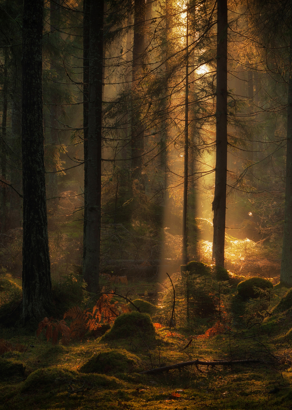 The light in the forest: постер из коллекции World Class Photos