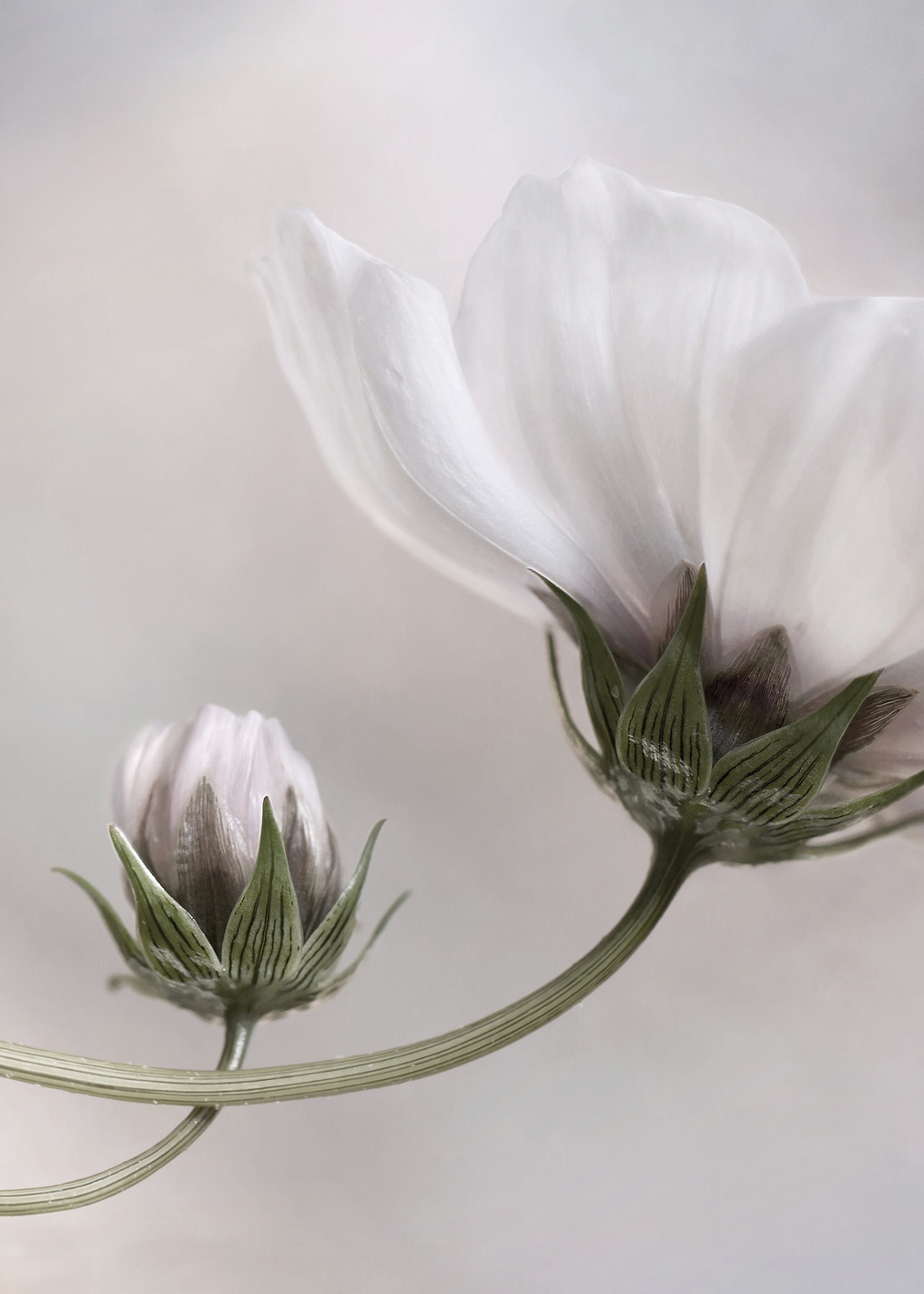 Simply Cosmos: постер из коллекции World Class Photos