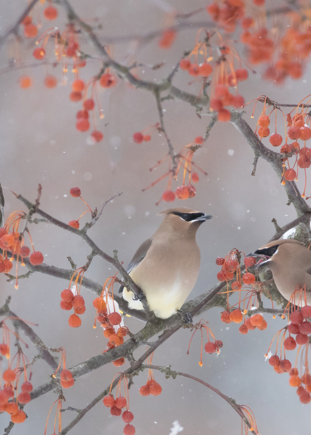 Snow, Bird and Tree: постер из коллекции World Class Photos