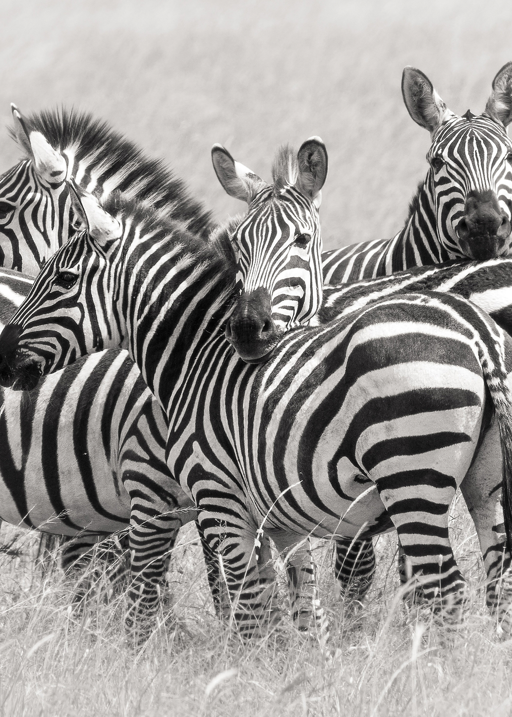 Zebras: постер из коллекции World Class Photos