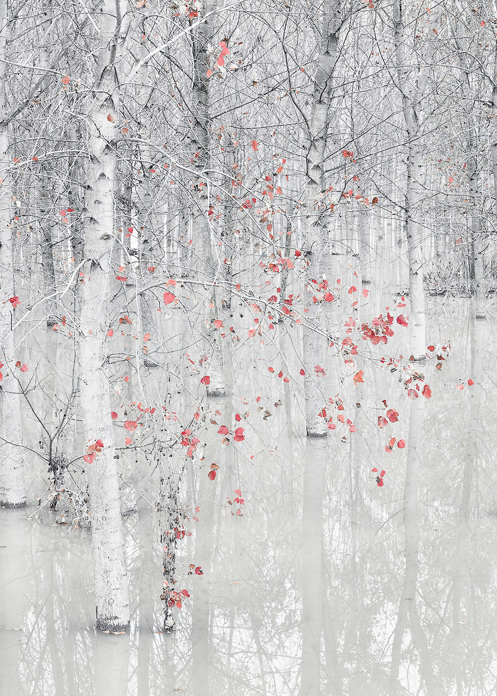 Red a white: постер из коллекции World Class Photos