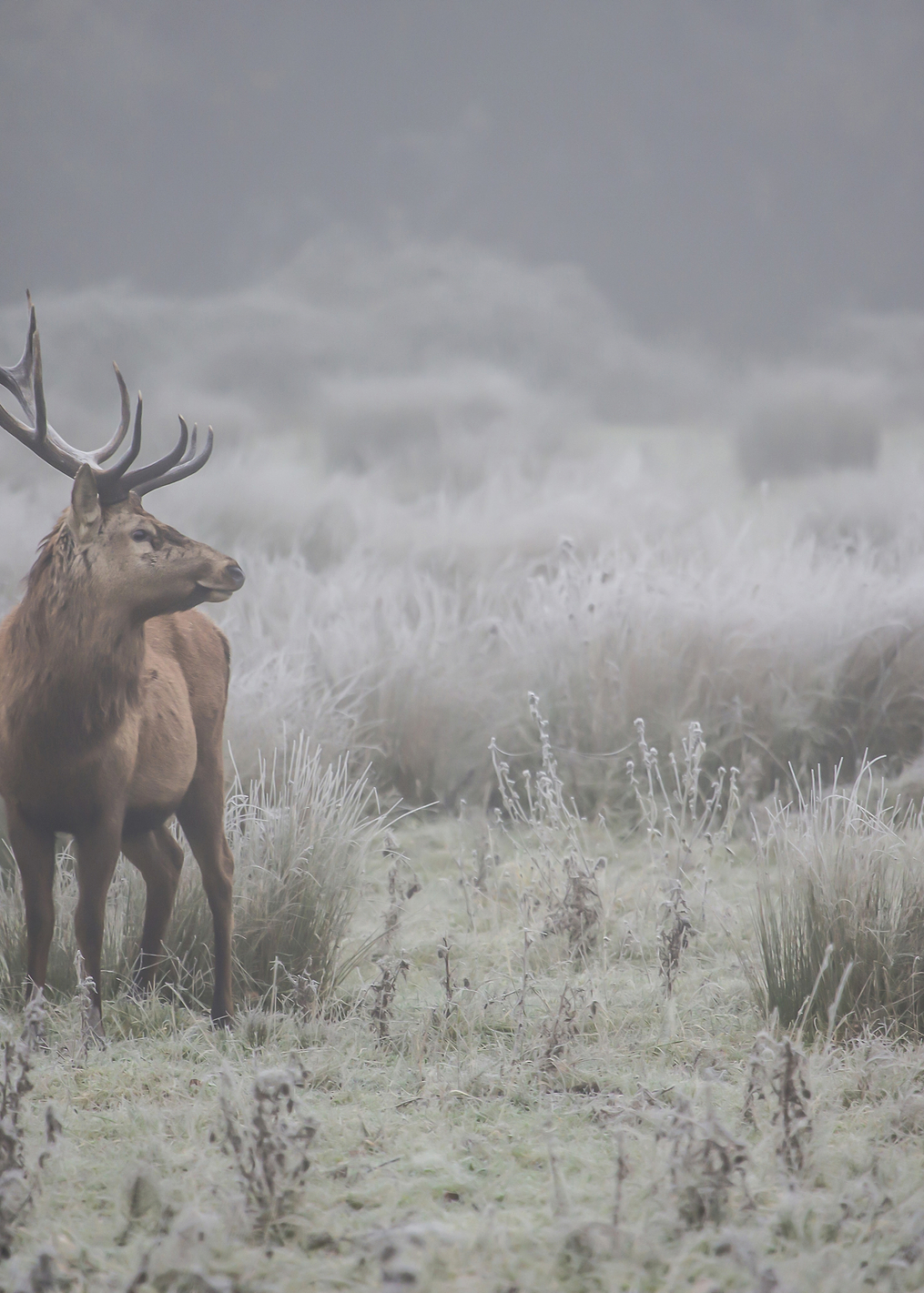 Prideful deer: постер из коллекции World Class Photos