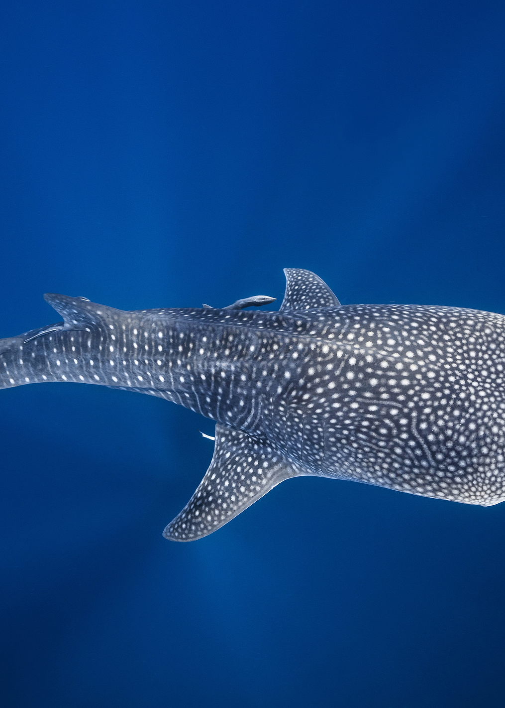 Whale shark and Tuna shoal: постер из коллекции World Class Photos