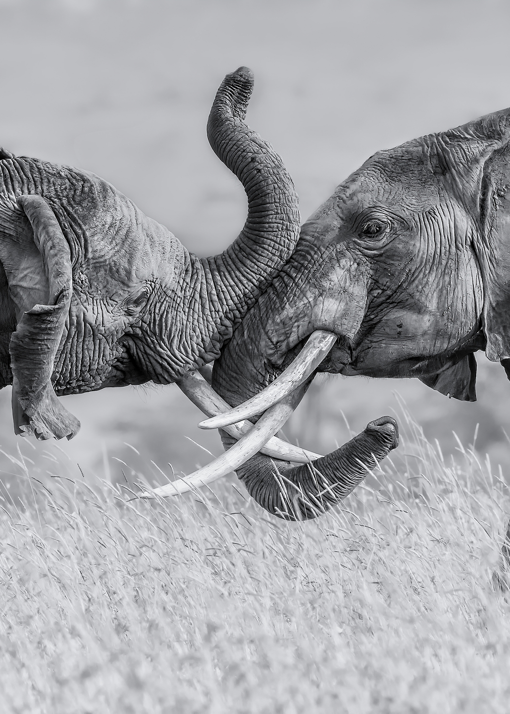 Elephants: постер из коллекции World Class Photos