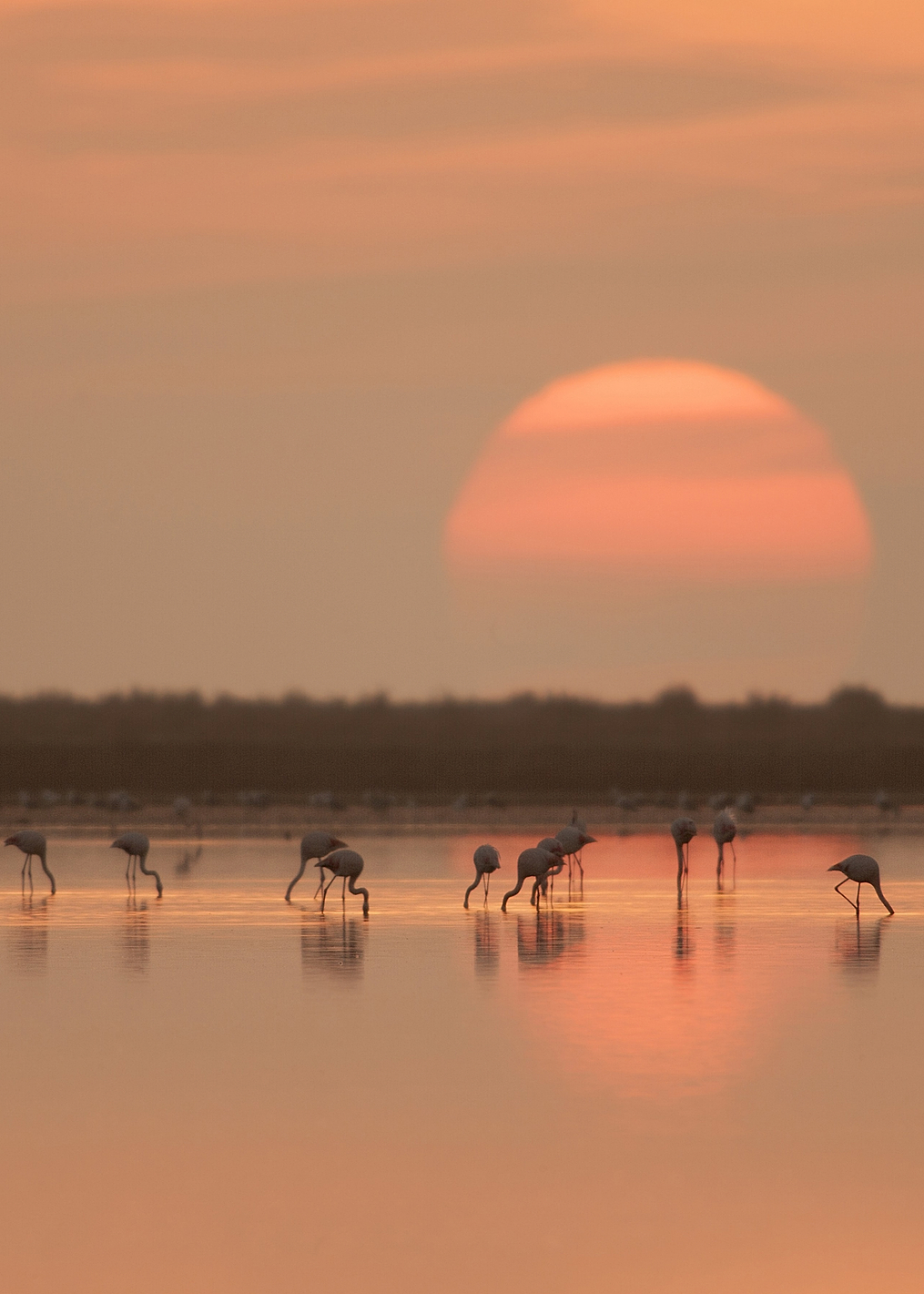 Flamingos at Sunrise: постер из коллекции World Class Photos