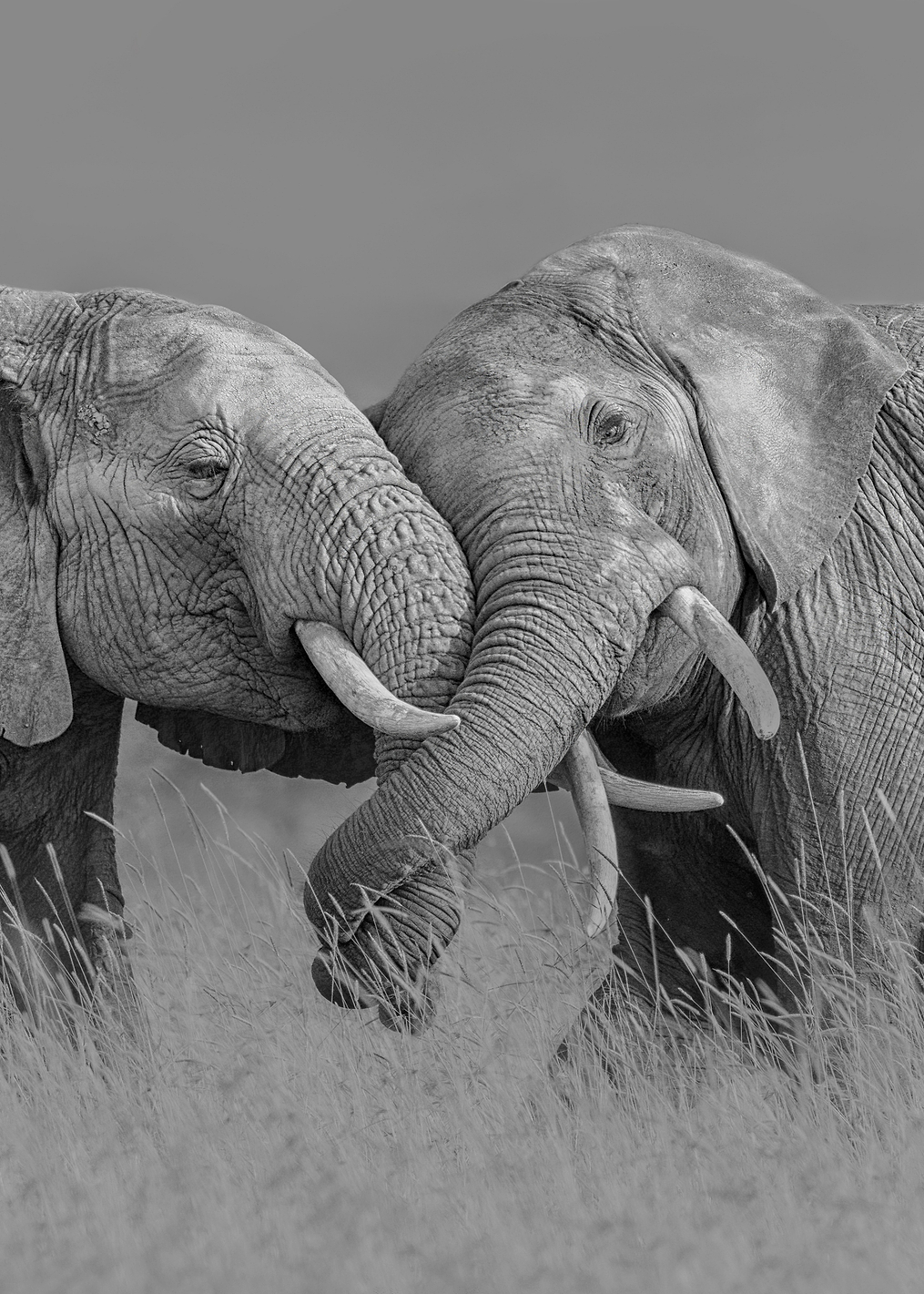 Elephant Flight: постер из коллекции World Class Photos