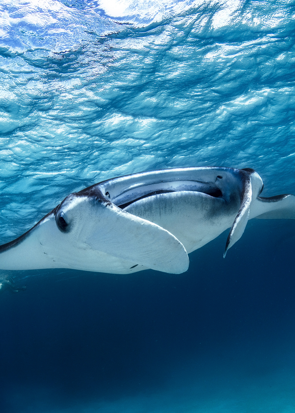 Manta ray: постер из коллекции World Class Photos