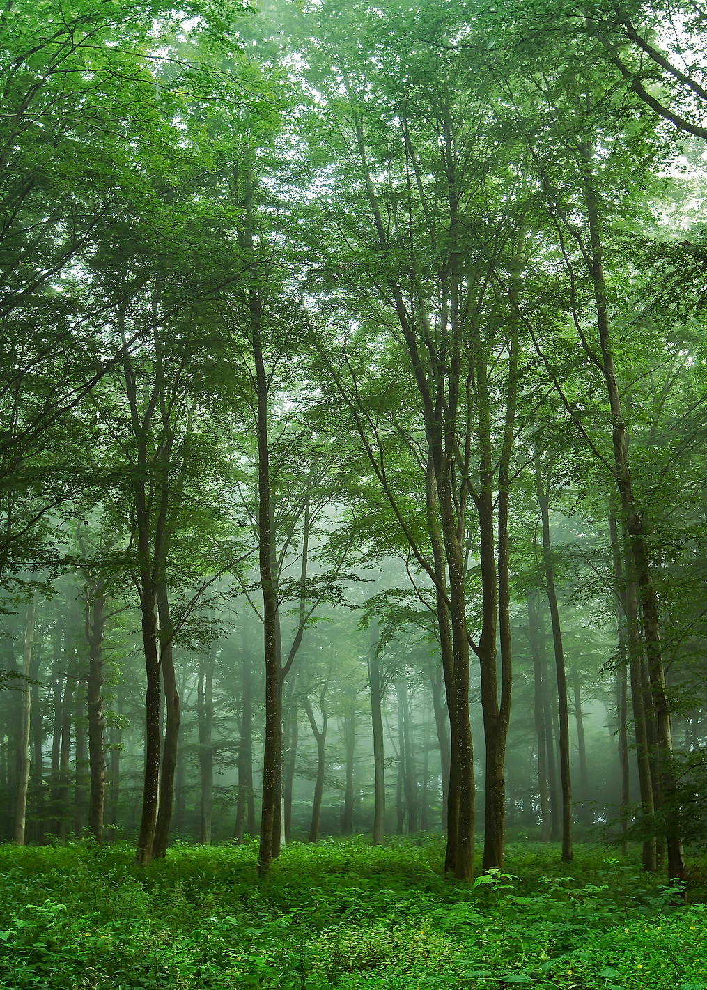 Forest View: постер из коллекции World Class Photos