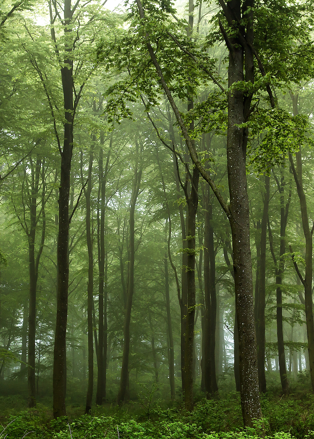 Forest: постер из коллекции World Class Photos