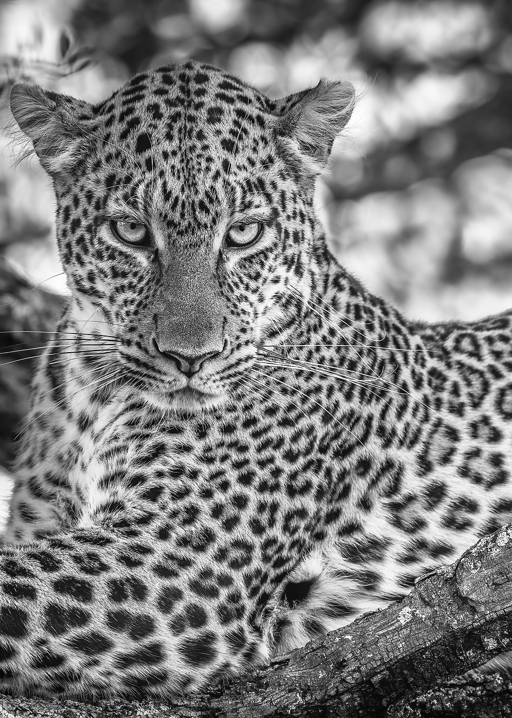 Monochrome beauty: постер из коллекции World Class Photos
