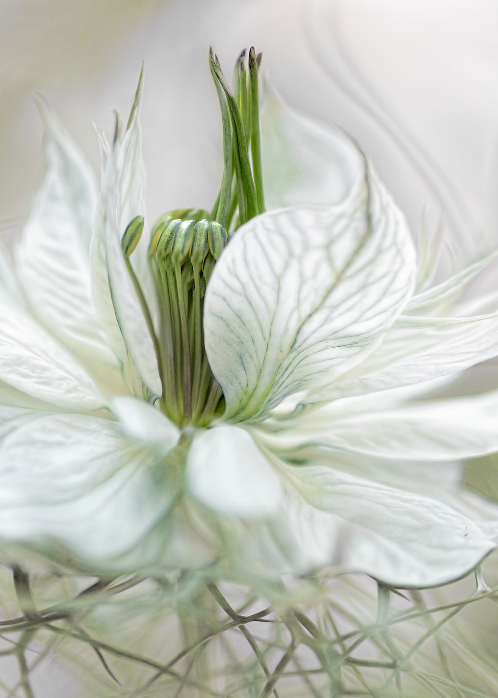 Nigella: постер из коллекции World Class Photos