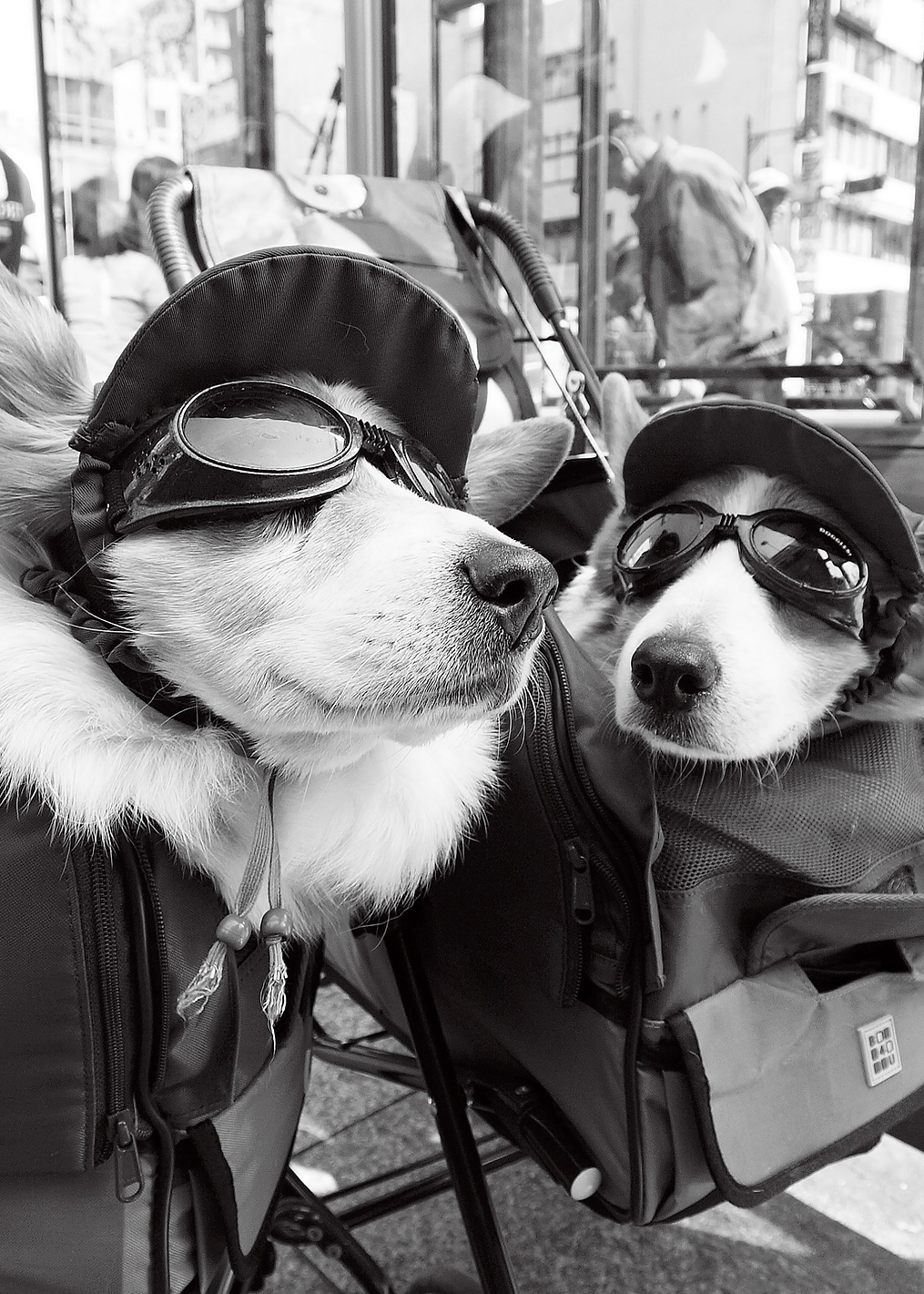 conversation of the corgi: постер из коллекции World Class Photos
