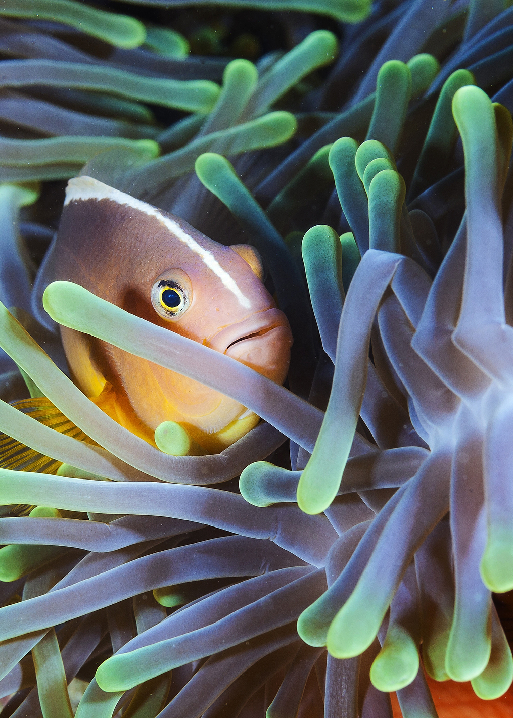 Clownfish: постер из коллекции World Class Photos