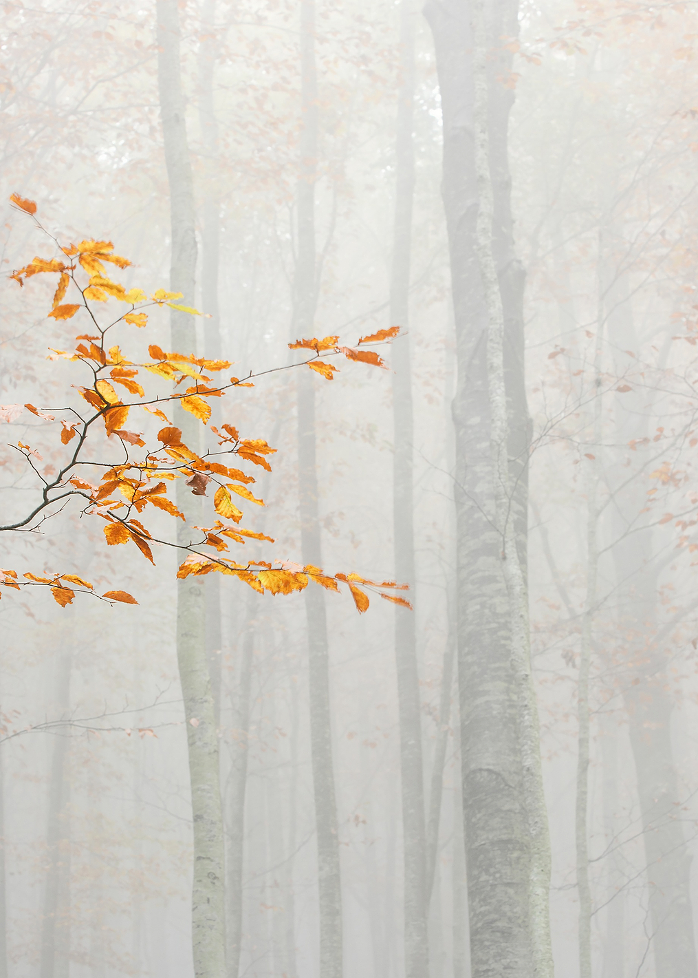 Autumn 2020: постер из коллекции World Class Photos