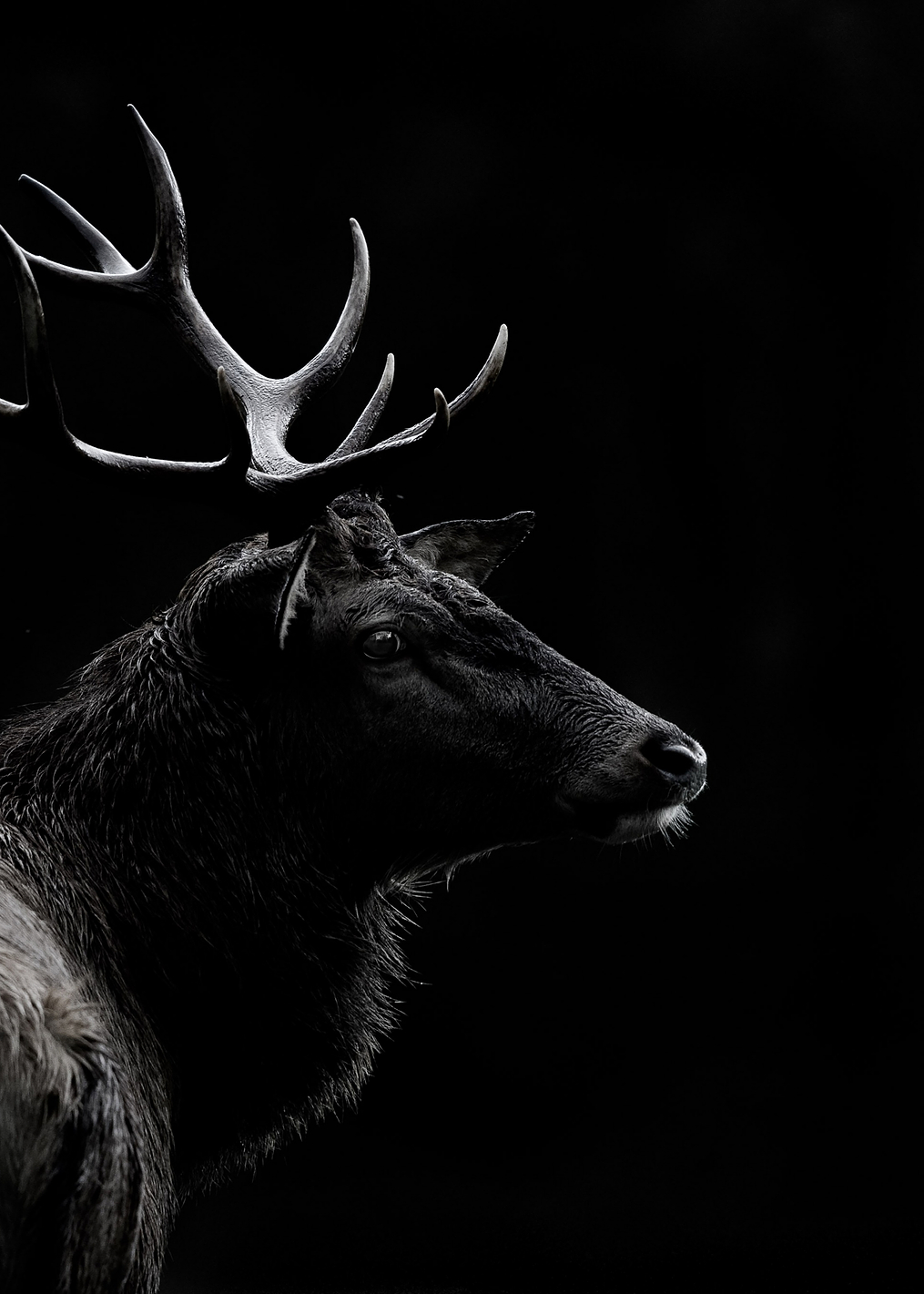 The deer soul: постер из коллекции World Class Photos