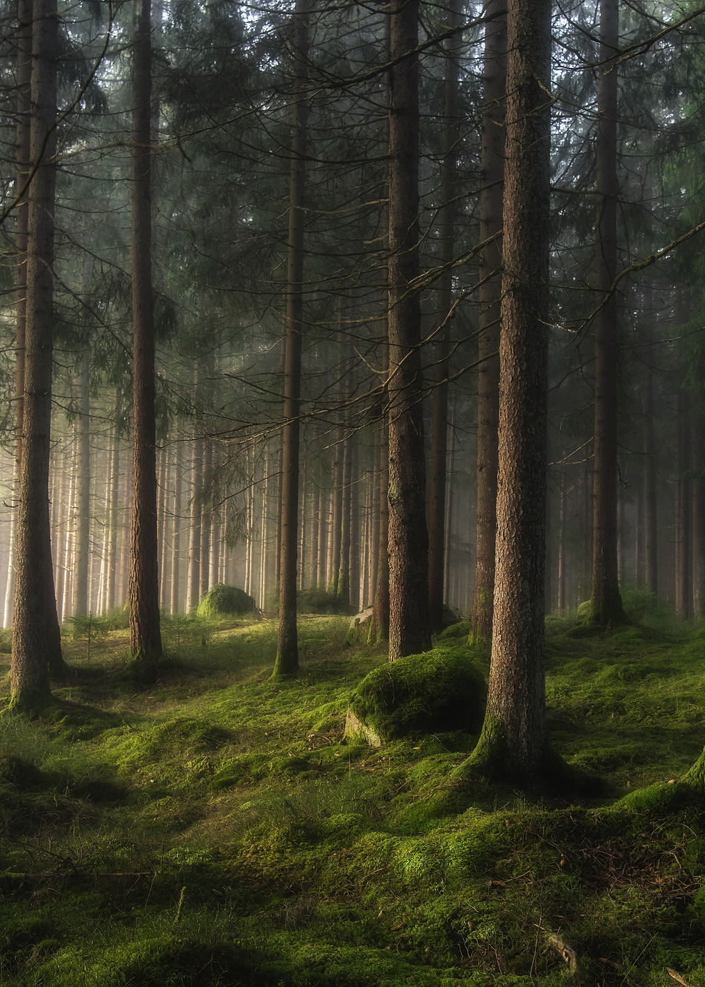 A sense of spring: постер из коллекции World Class Photos