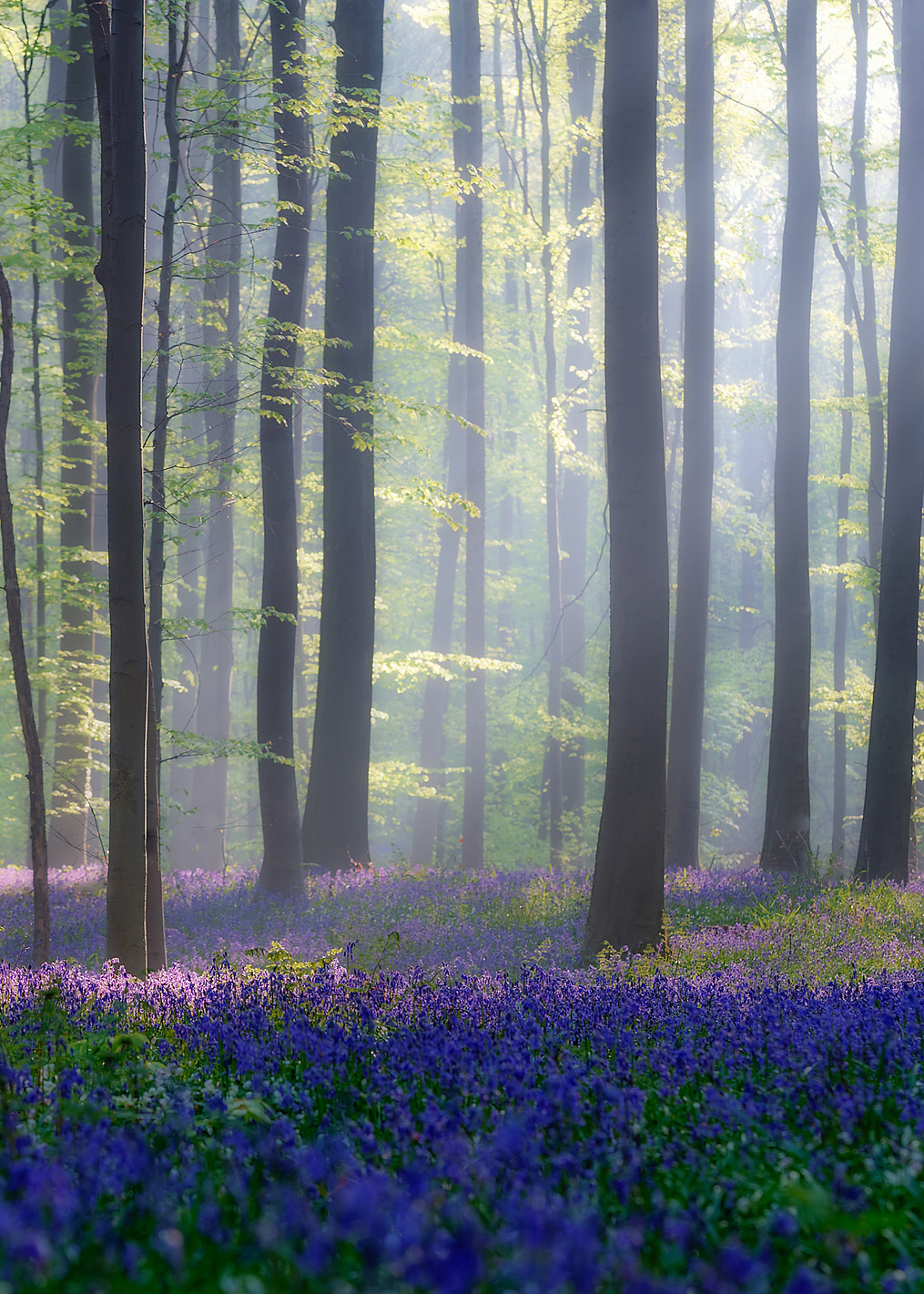 Bluebells: постер из коллекции World Class Photos