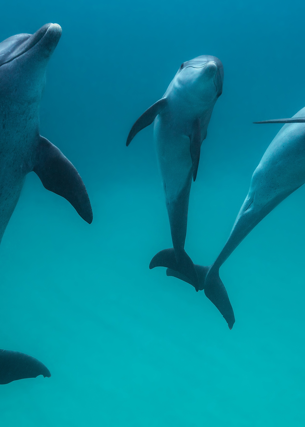 Bottlenose dolphins: постер из коллекции World Class Photos