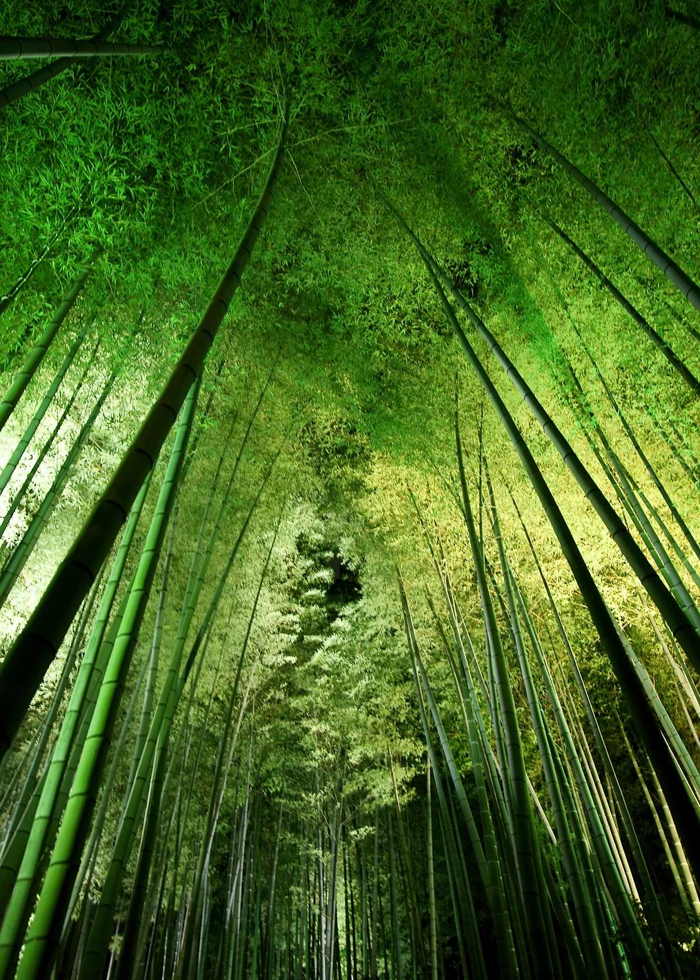 Bamboo night: постер из коллекции World Class Photos