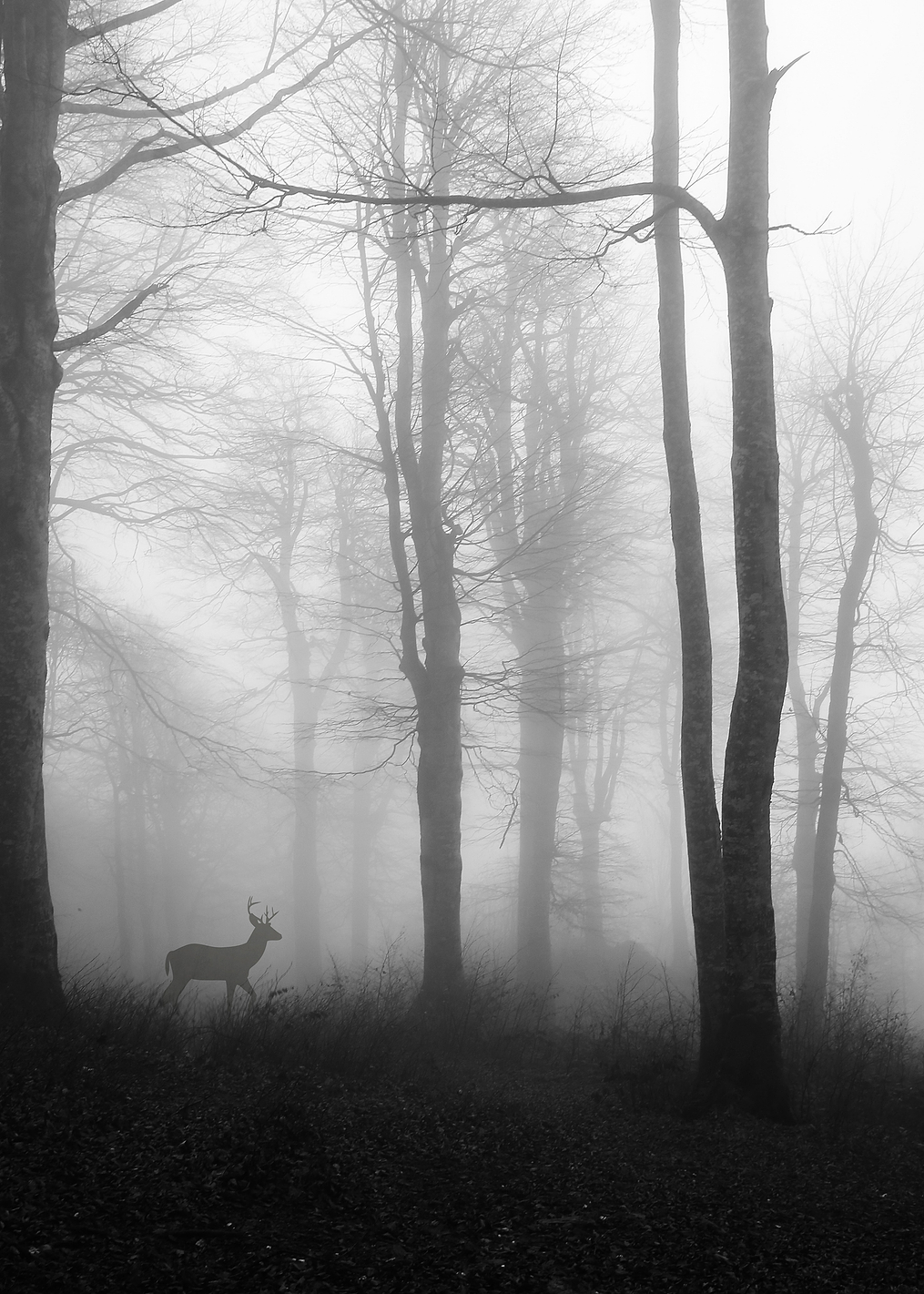 forest: постер из коллекции World Class Photos