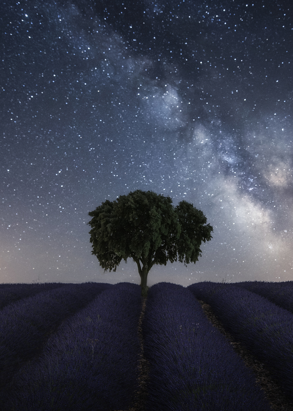 Tree and Milky Way: постер из коллекции World Class Photos