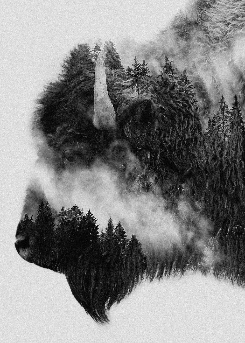Bison: постер из коллекции World Class Photos