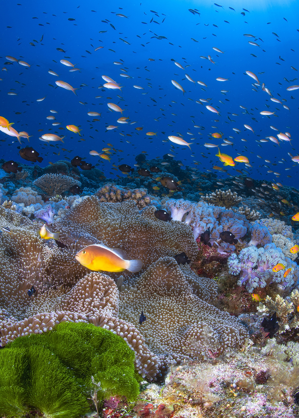Anemon and Anthias: постер из коллекции World Class Photos