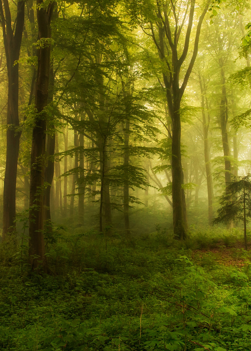 The little tree: постер из коллекции World Class Photos