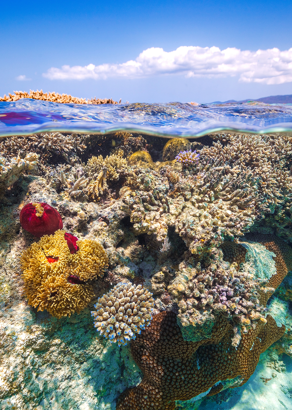 Mayotte : The Reef: постер из коллекции World Class Photos