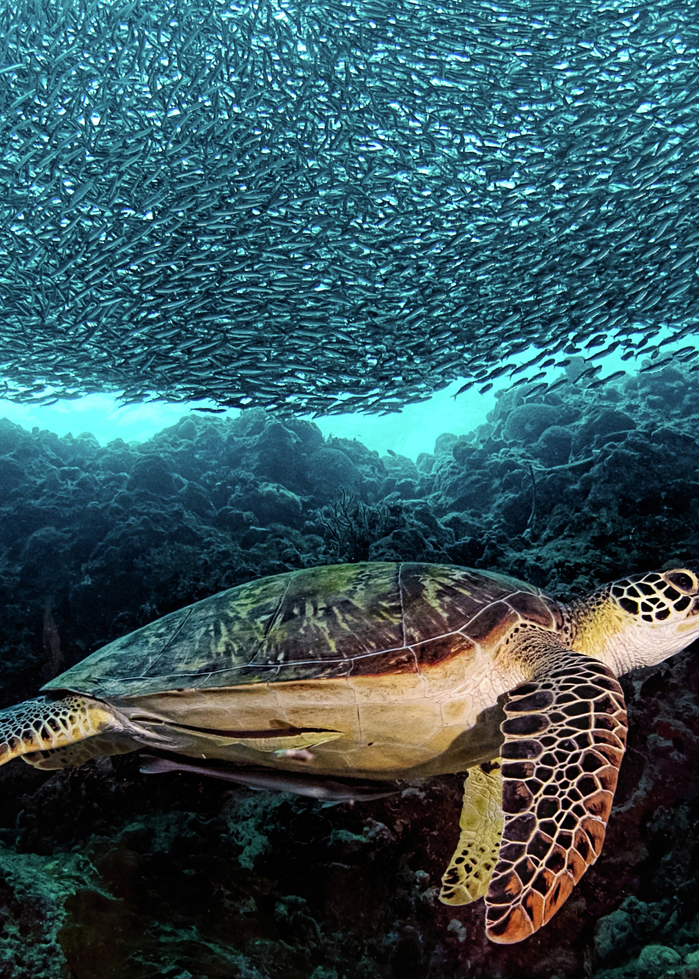 Turtle and Sardines: постер из коллекции World Class Photos
