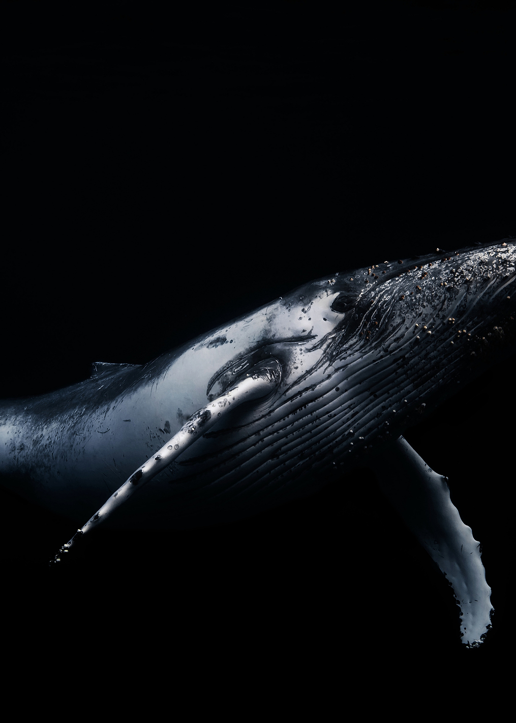 Black a Whale: постер из коллекции World Class Photos