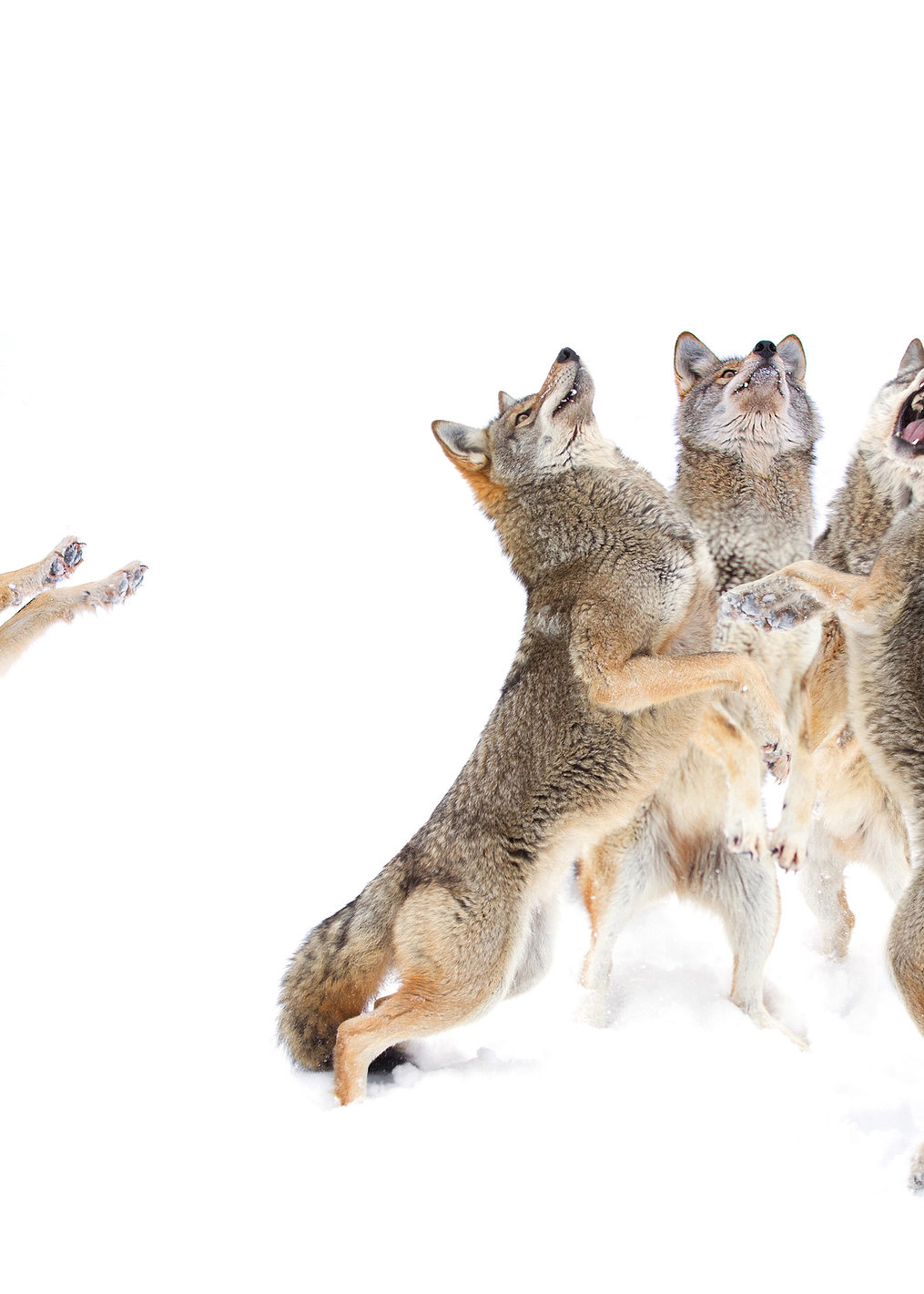 The Choir - Coyotes: постер из коллекции World Class Photos