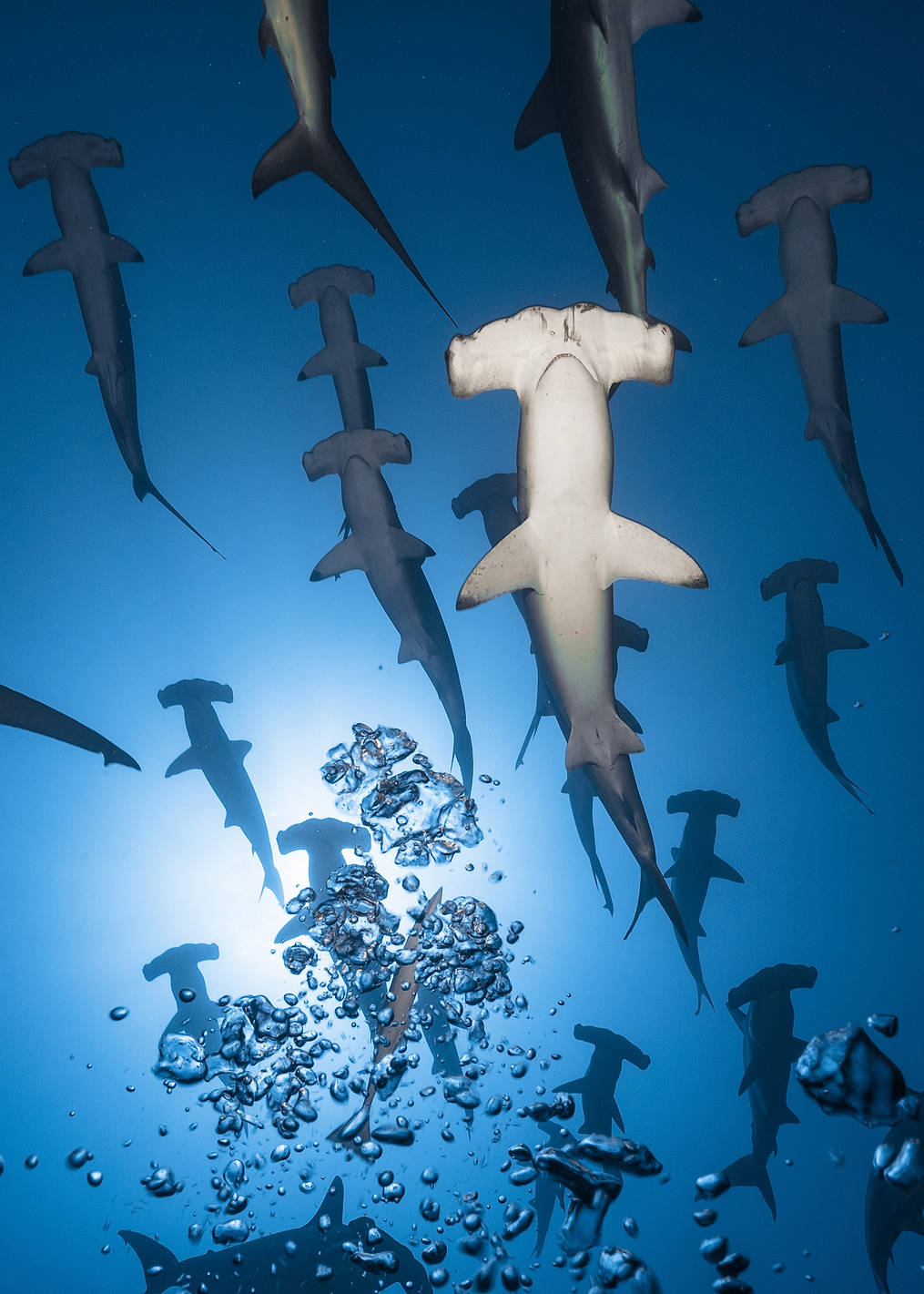 Hammerhead Shark: постер из коллекции World Class Photos